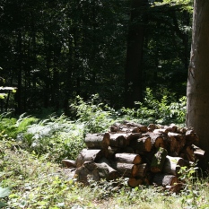 Bois de Lauzelle photo7